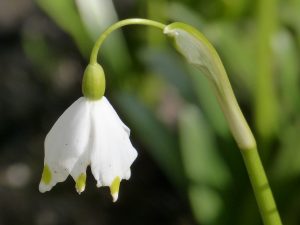 perce-neige première fleur