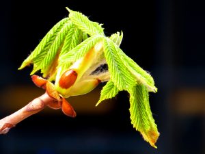 Maronniers en éveil