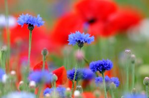 bleuets coquelicots