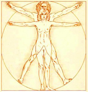 homme et femme de vitruve