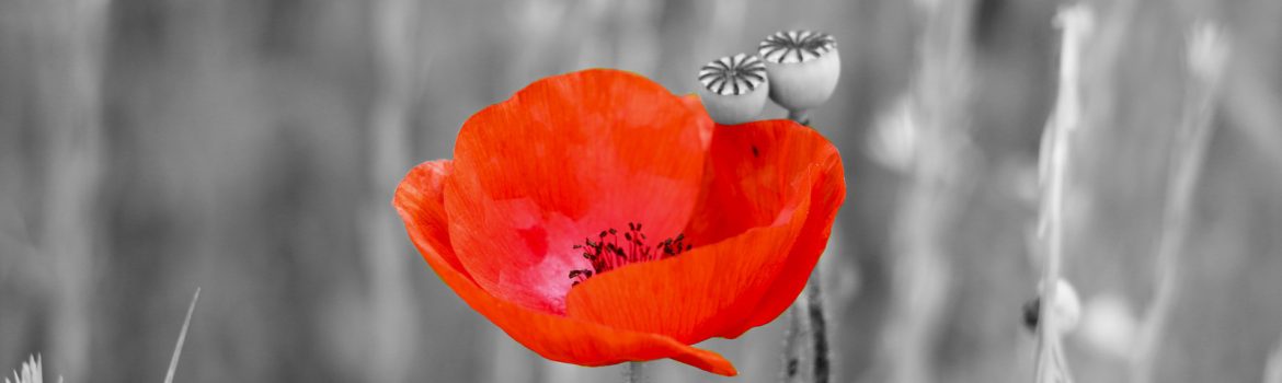 coquelicot danseur de vie