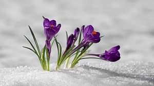 Crocus surpris par retour hiver